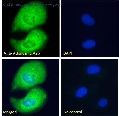 Novus Biologicals NB600-797 image 1