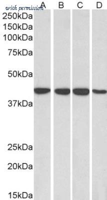Novus Biologicals NB100-1894 image 1