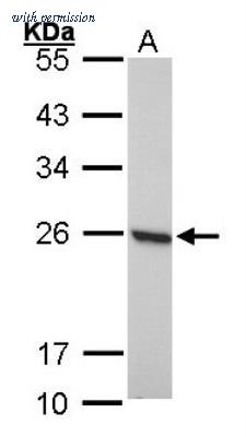 Novus Biologicals NBP1-30973 image 1