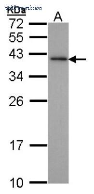 Novus Biologicals NBP1-31288 image 1