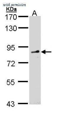 Novus Biologicals NBP1-31335 image 1