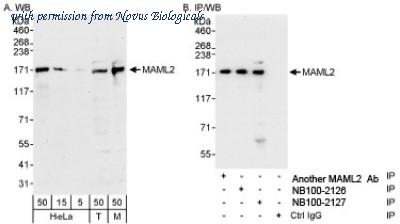 Novus Biologicals NB100-2127 image 1