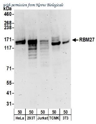 Novus Biologicals NB100-60426 image 1
