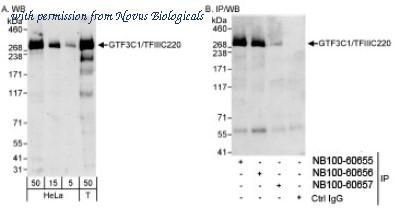 Novus Biologicals NB100-60657 ͼ 1