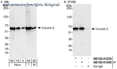 Novus Biologicals NB100-61040 image 1