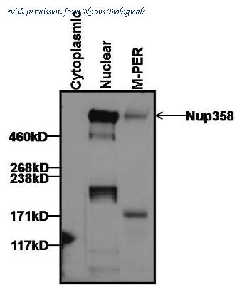 Novus Biologicals NB100-74480 image 1