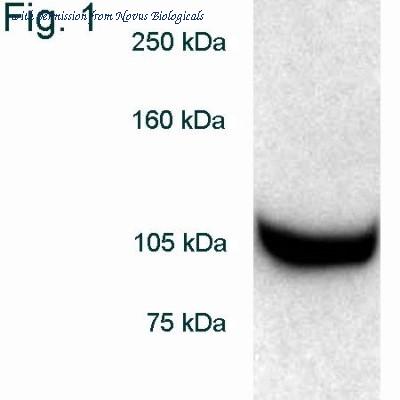 Novus Biologicals NB120-2941 image 1