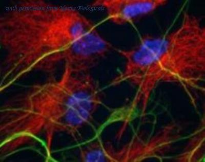 Novus Biologicals NB100-57397 image 1