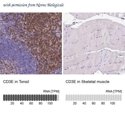 Novus Biologicals NBP2-34484 image 1
