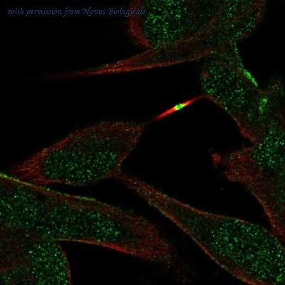 Novus Biologicals NBP2-30530 image 1