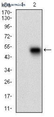 Novus Biologicals NBP2-37255 image 1