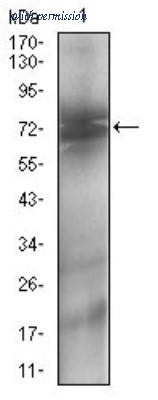 Novus Biologicals NBP2-37274 image 1