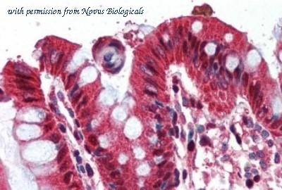 Novus Biologicals NB600-813 image 1
