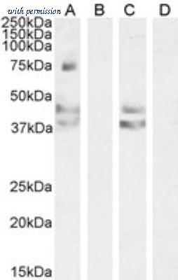 Novus Biologicals NB100-57073 image 1
