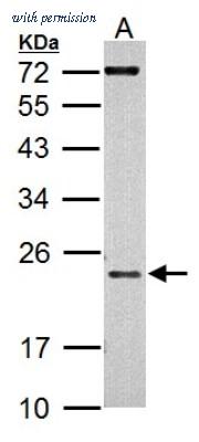 Novus Biologicals NBP1-30955 image 1