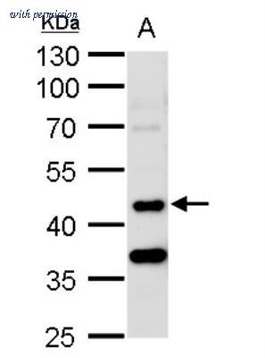 Novus Biologicals NBP1-31360 image 1