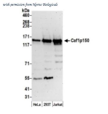 Novus Biologicals NB100-74609 image 1