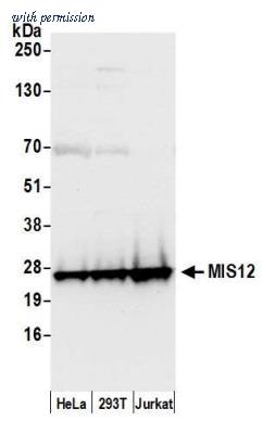 Novus Biologicals NB100-2359 image 1