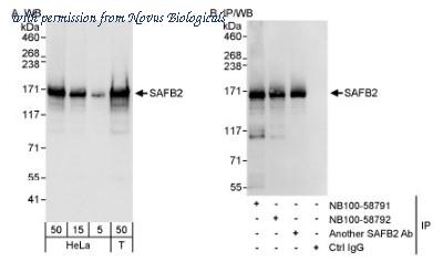 Novus Biologicals NB100-58791 image 1