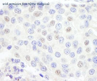 Novus Biologicals NB100-60656 image 1