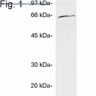 Novus Biologicals NB120-3341 image 1