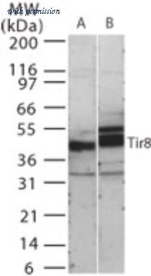 Novus Biologicals NB100-56890 image 1