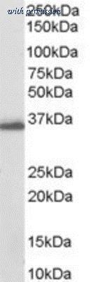 Novus Biologicals NB100-1940 image 1