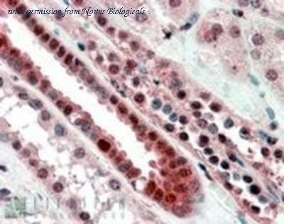 Novus Biologicals NB100-57092 image 1