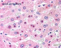 Novus Biologicals NB100-57843 image 1