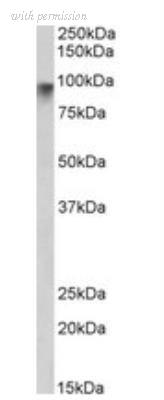 Novus Biologicals NBP1-00220 image 1