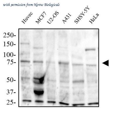 Novus Biologicals NB600-1399 ͼ 1