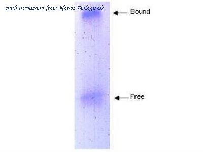 Novus Biologicals NB120-7616 image 1