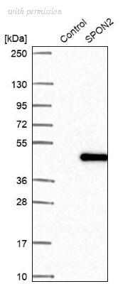 Novus Biologicals NBP2-30500 image 1
