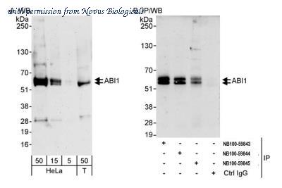 Novus Biologicals NB100-59845 ͼ 1