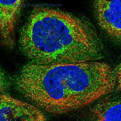 Novus Biologicals NBP2-30446 image 1