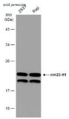 Novus Biologicals NBP1-30884 image 1