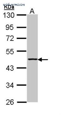Novus Biologicals NBP1-31366 image 1