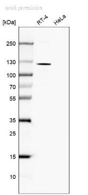 Novus Biologicals NBP2-30533 image 1
