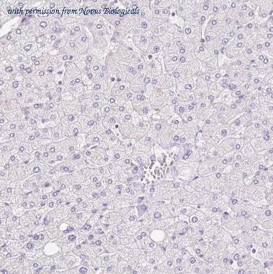 Novus Biologicals NBP2-30558 image 1