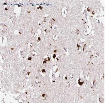 Novus Biologicals NBP2-30595 image 1