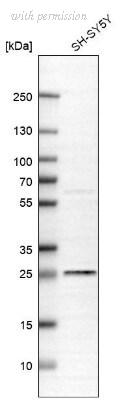 Novus Biologicals NBP2-30611 image 1