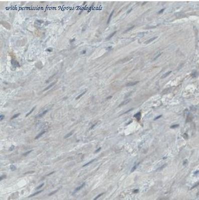 Novus Biologicals NBP2-34493 image 1