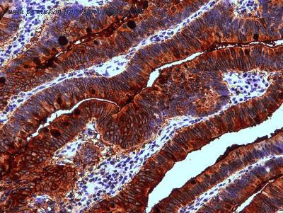 Novus Biologicals NB500-525 image 1