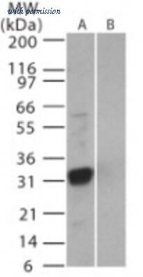 Novus Biologicals NB100-56746 image 1