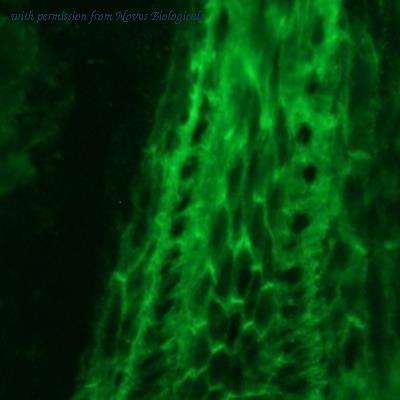 Novus Biologicals NBP1-97674 image 1