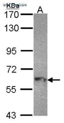 Novus Biologicals NBP1-31078 image 1