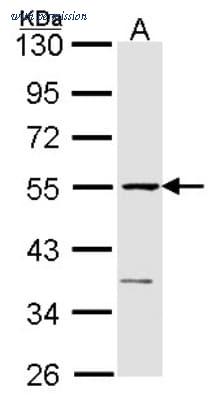 Novus Biologicals NBP1-31144 image 1