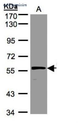 Novus Biologicals NBP1-31163 image 1