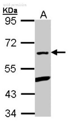 Novus Biologicals NBP1-31265 image 1