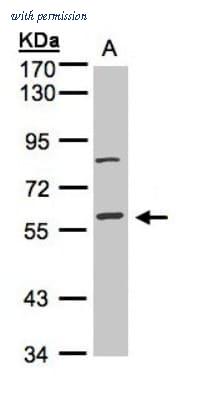 Novus Biologicals NBP1-31411 image 1